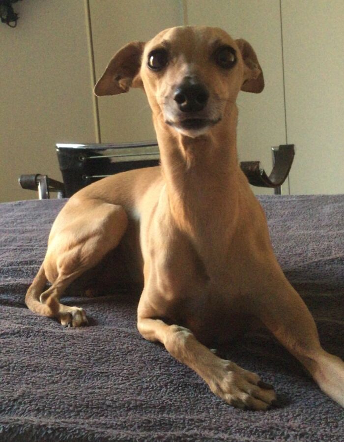 Dogui The Italian Greyhound (2008-2022)