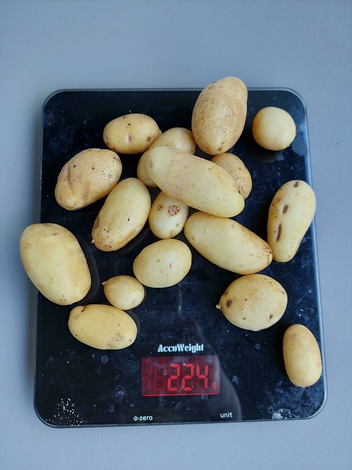 4 Months Ago, I Planted Some Sprouted Potatoes In A Small Pot On My Balcony. Here's My First Harvest!