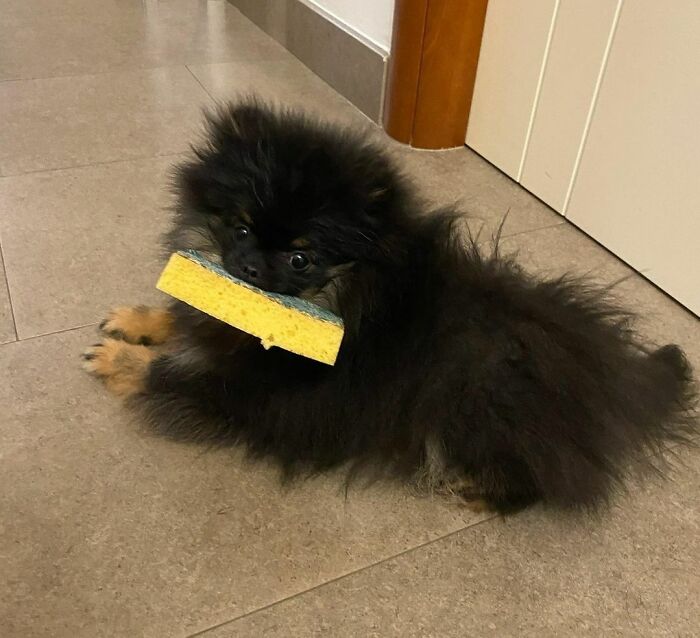 I'm Ready For Spring Cleaning, I Want To Help Mom And I Don't Want To Just Spite Them