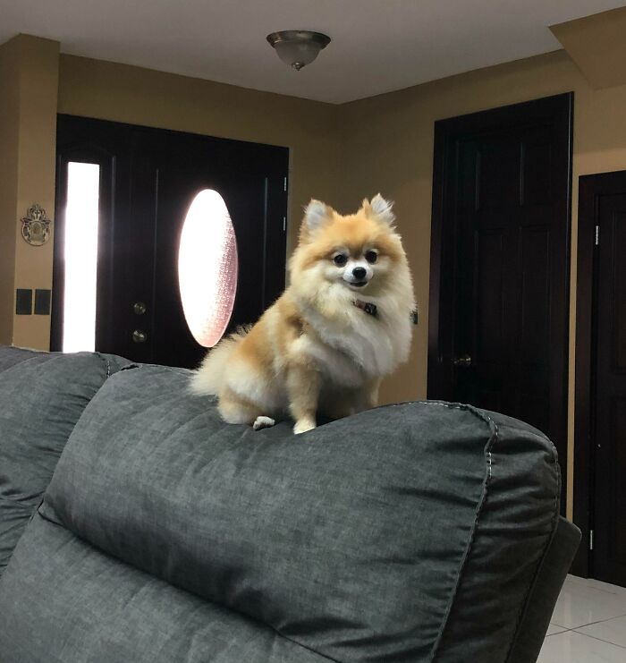 She Always Finds The Highest Place To Sit