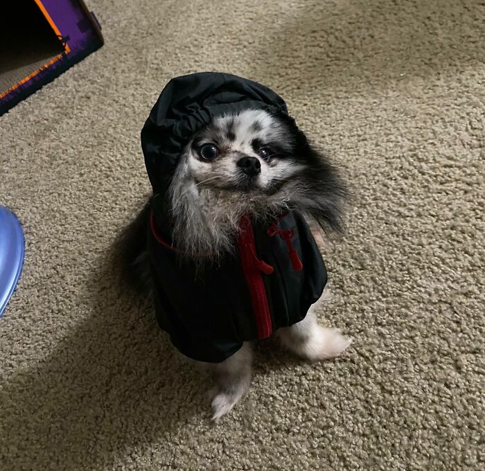 We Got Kupo A Rain Jacket. He Didn’t Really Like It, But Man Did He Look Cute! 