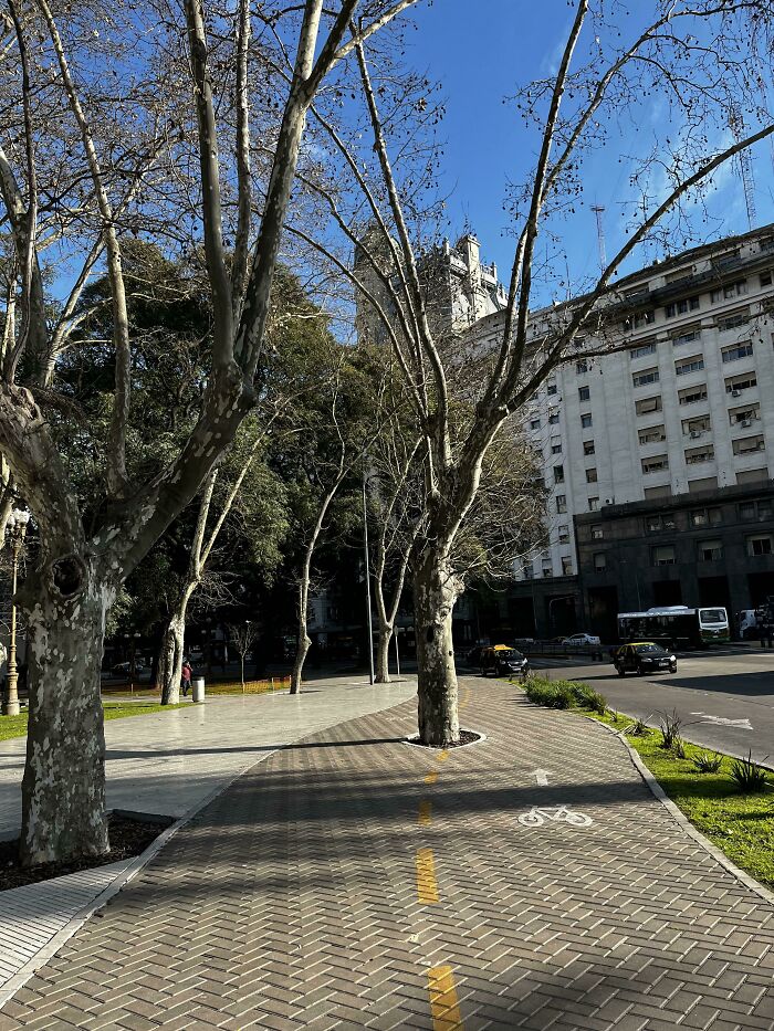 Tree In The Middle Of The Bike Lane (Buenos Aires, Argentina)