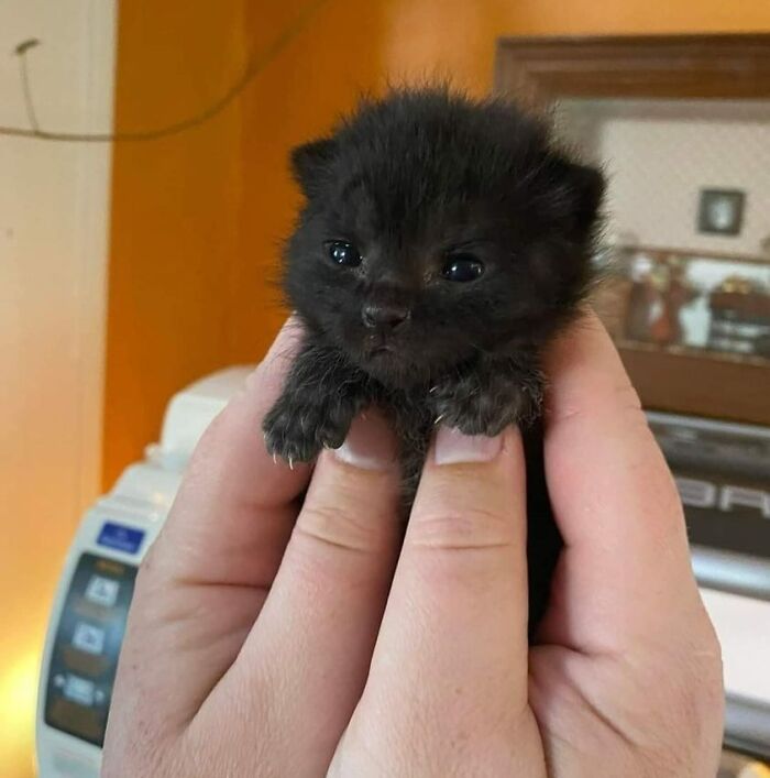 Funny-Important-Animals-Images