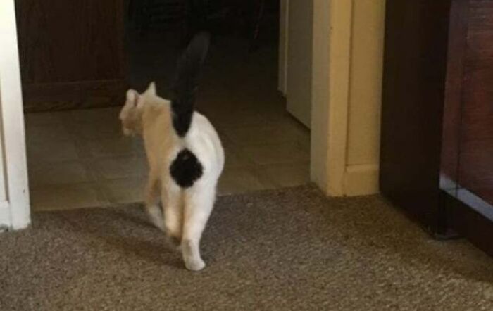 This Is My Cat Paco. I Also Call Her Exclamation Butt