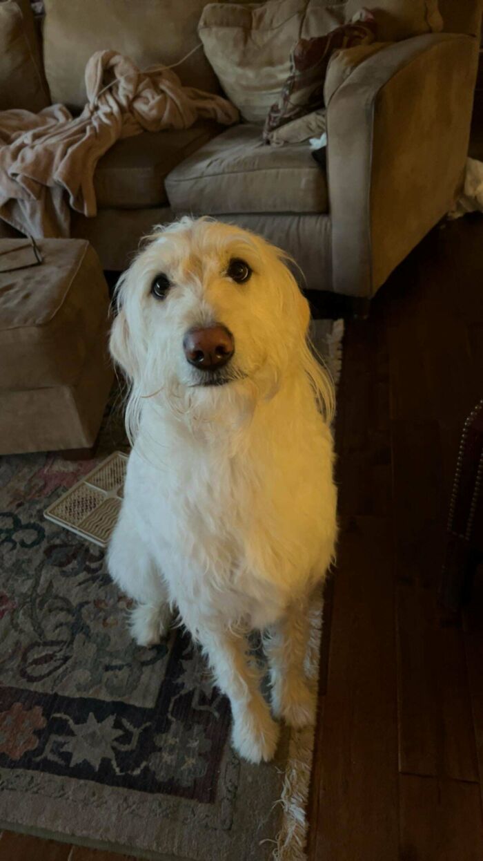 Mis padres acaban de adoptar a esta dulce niña