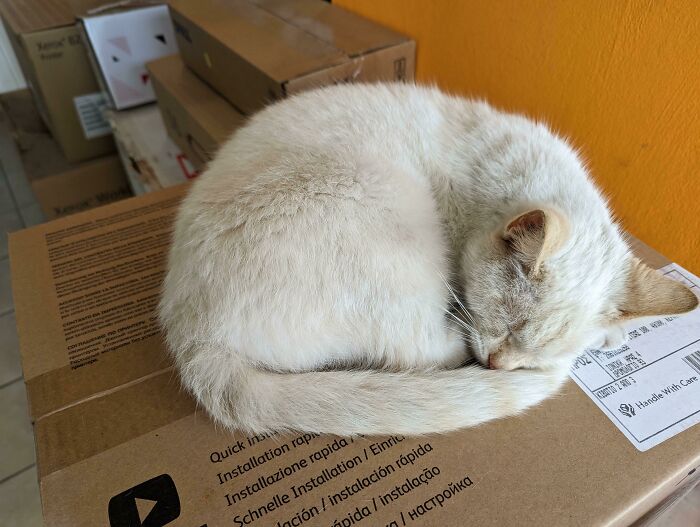 Stray Cat I Adopted A Few Days Ago