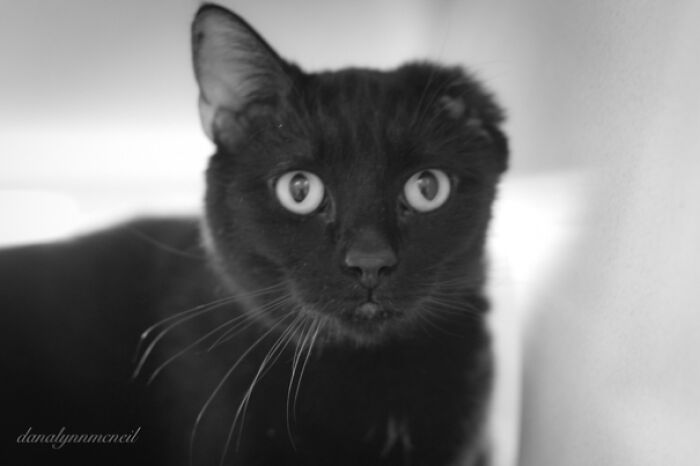 Soy un amputado, él es un amputado, llamé para ver si todavía estaba disponible y lo voy a adoptar mañana cuando abran. Siento que todo está saliendo bien