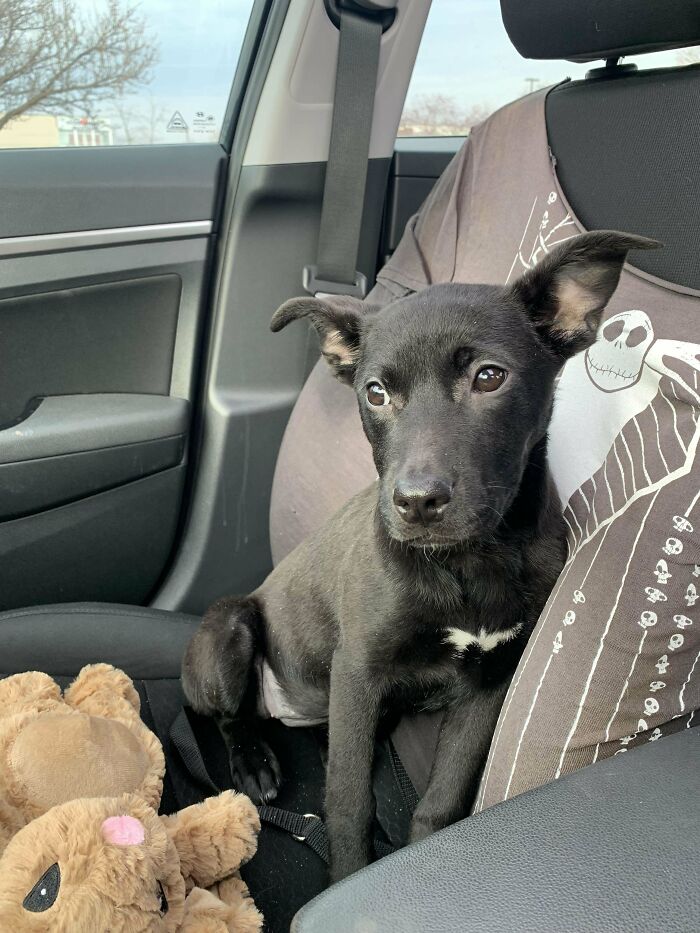 Mi mujer y yo acabamos de adoptar a esta niña, a la que llaman Stinker