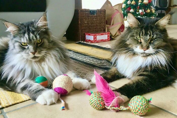 Just Adopted This Two Fellas, Gino And Chester (Main Coons)