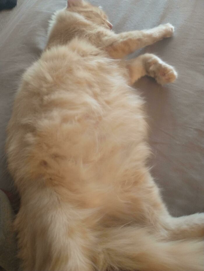 Adopted A Stray Ended Up With A 1 For X Deal. She's Due Anyday Now