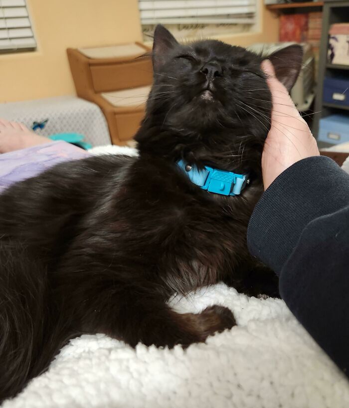 Si piensas que adoptar un gatito del refugio significa que no será cariñoso, estoy aquí para decirte que estás equivocado