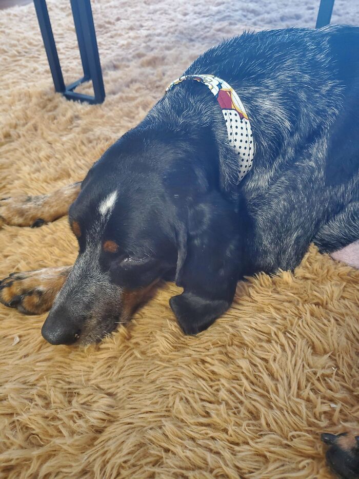 This Sweet Girl Just Came Home! I Adopted Her From My Local Animal Shelter. Her Name Is Moose!