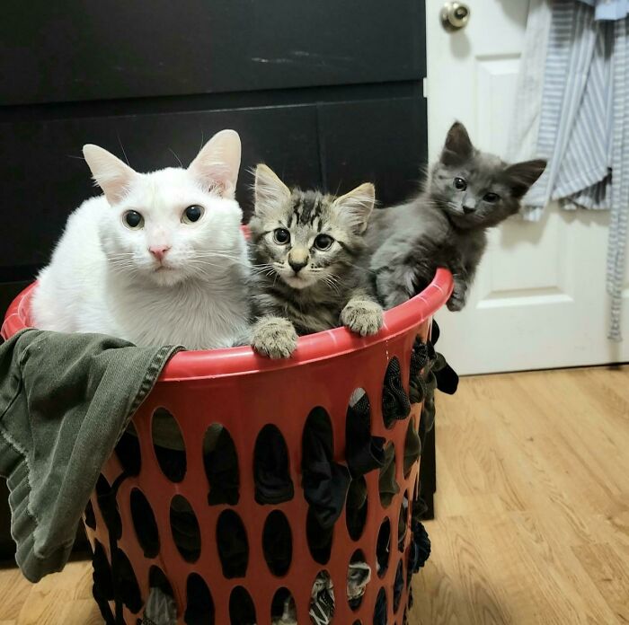 Adopté 2 gatitos asilvestrados (Dill y Pickles). Mi gata mayor, Sushi, piensa que es su mamá ahora