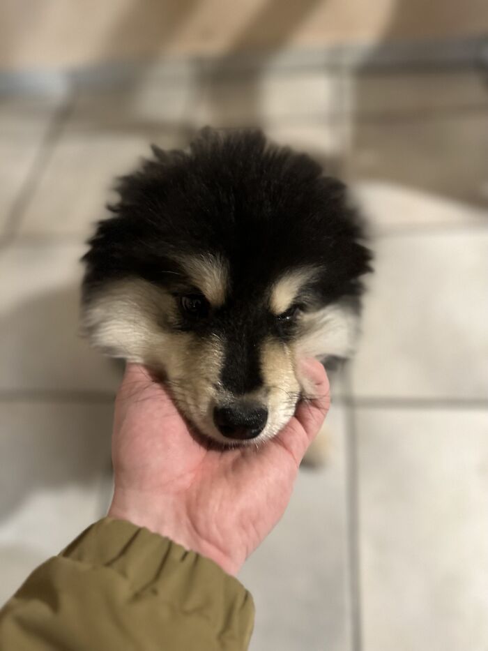 Recently Adopted This Fluffy Dude