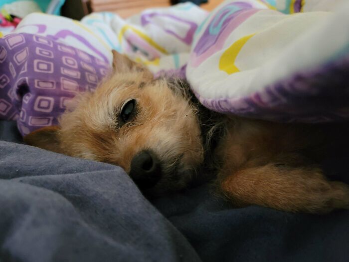 Mi hija de 15 años de edad adoptó a Lily. ¡Los perretes mayores merecen un hogar para siempre también!