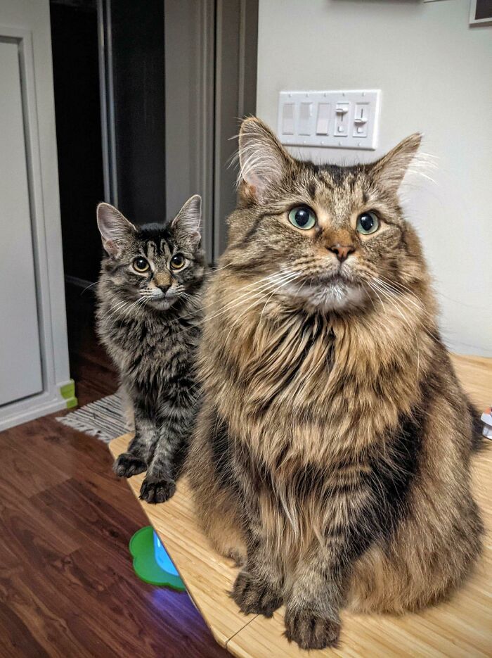 4 Years Ago We Had A Deposit Down On De$igner Dog. In A Twist Of Fate, As Of Two Months Ago We Adopted Our Second Cat. I Love Being A Cat Butler. The New Kitten Follows Our Resident Everywhere