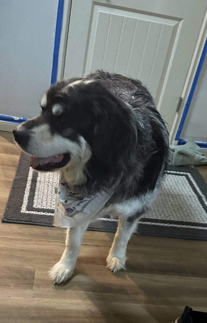 Adopted This Handsome Gentleman