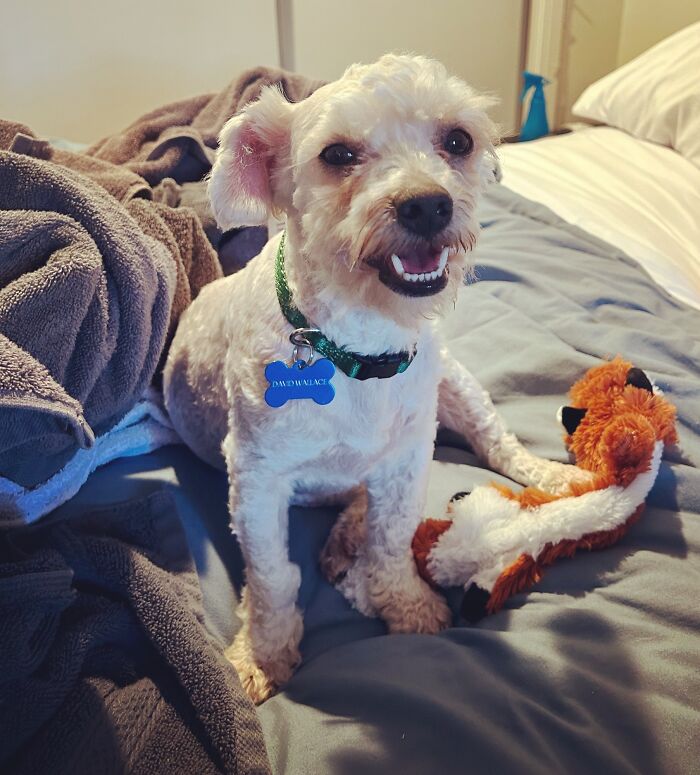 We Adopted This Sweet Boy Yesterday. His Name Is David Wallace!