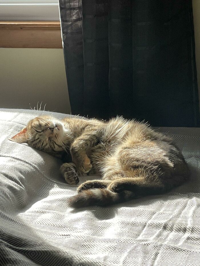 Ursu, mi primera mascota que acabo de adoptar. Le encanta tomar el sol