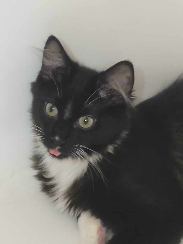 I Just Adopted This Sweet Boy