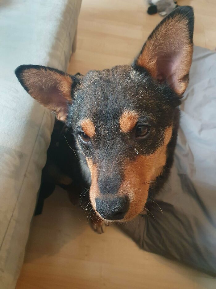 Just Adopted This Little Boy! His Name Is Taco