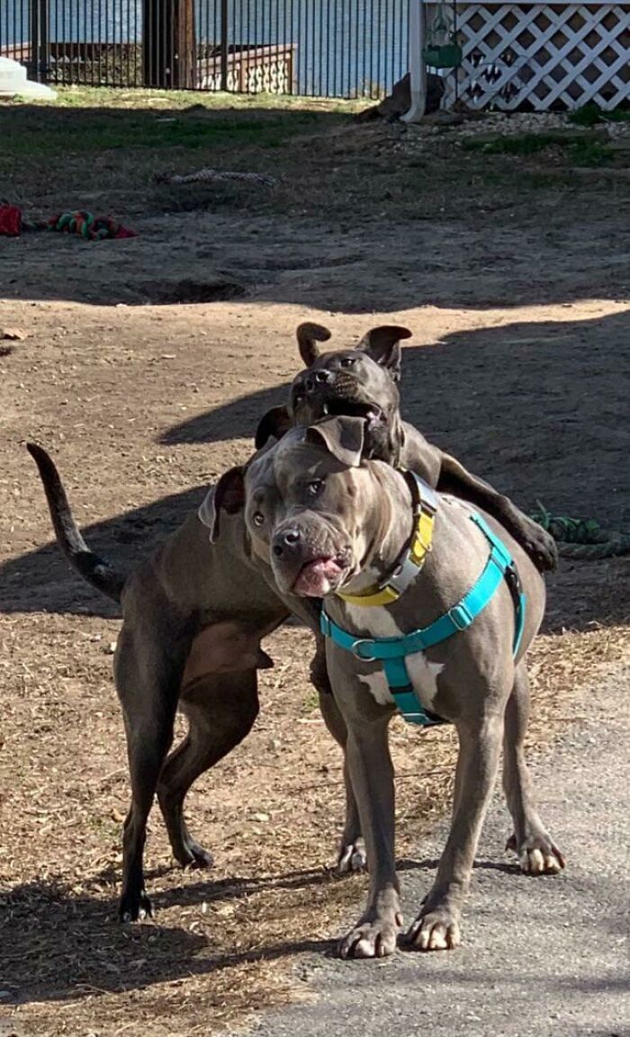 Mom, Please Remind Me Why We Adopted Him?