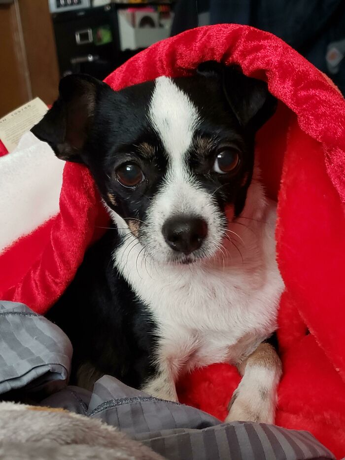 Meet My Newest Senior Adoption, Callie