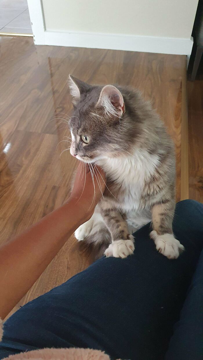 We Brought Home This Gorgeous Boy From The Shelter Today. Everyone, Meet Walnut