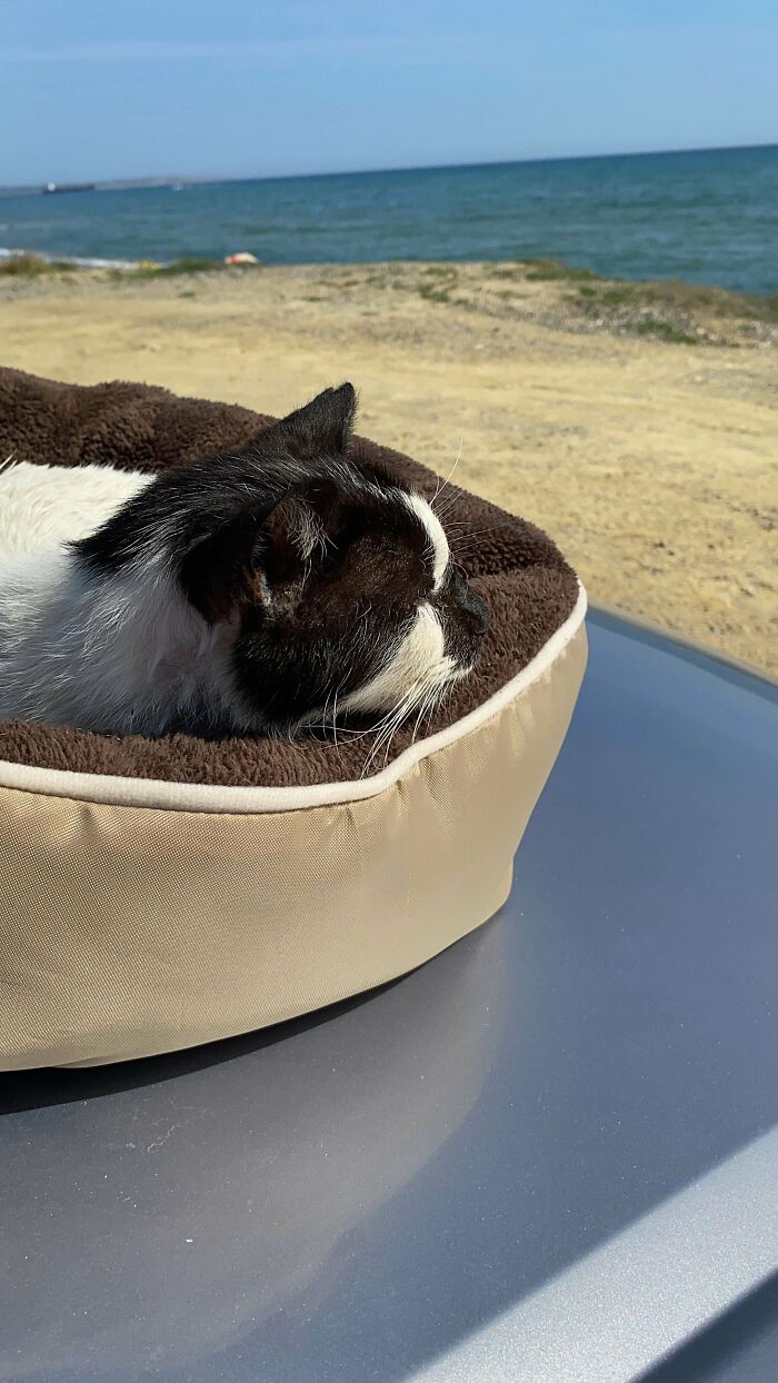 We Took The Old Stray Cat We Rescued To The Beach