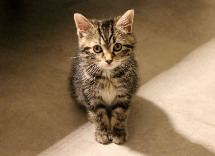 Rescued Him From A Crawl Space Behind My Garage A Couple Weeks Ago, And Now He Won't Leave My Side. Everyone, Meet Orion