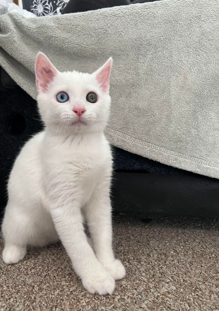 My Rescue Boy Merlin