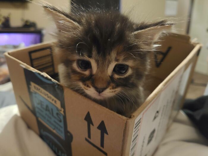 Acabo de rescatar de la oscuridad a Lilith, mi pequeño garbancito