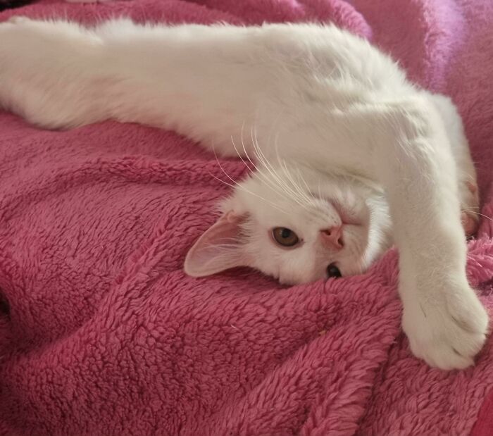 My Rescue Girl Evelyn (Eevee)