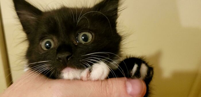 Recent Rescue Octavia Piano-Toes