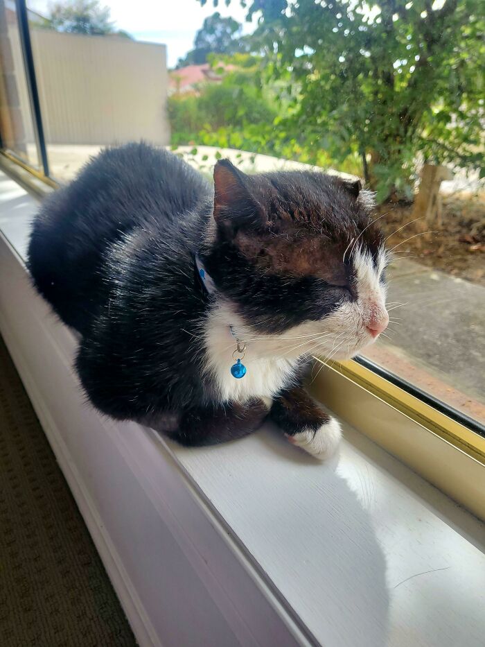 Este hermoso chico estuvo en un refugio durante más de 6 meses y es el único que no fue adoptado en un evento el fin de semana pasado. Le falta una oreja, acaba de someterse a una cirugía dental y tiene algunos parches de calvicie, pero mis hijas y yo pensamos que es perfecto. Os presento a Smooth Dylan (¡nombre que le pusieron en el refugio!)