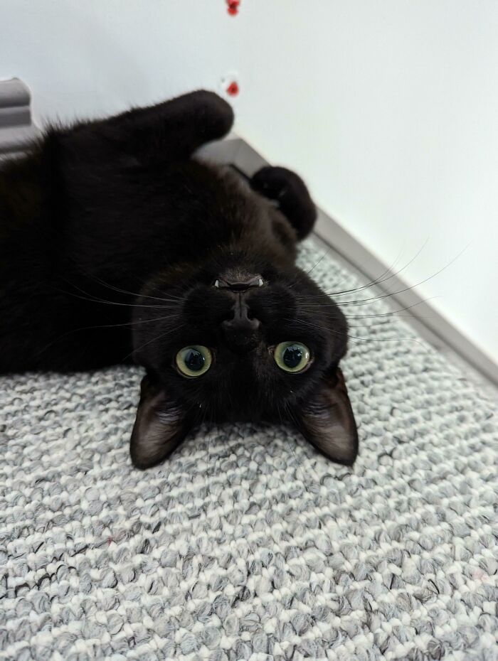 Pensábamos que íbamos a adoptar un gato, ¡pero parece que tenemos un murciélago vampiro! Os presento a Casper