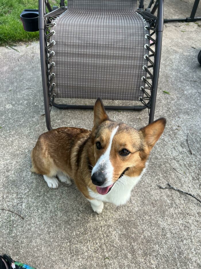 Just Adopted This Sweet Girl From A Breeder Who Didn’t Want Her