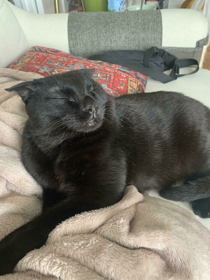 Just Adopted This Little Dingus. His Name Is Desmond And He Has A Little Puddin’ Head