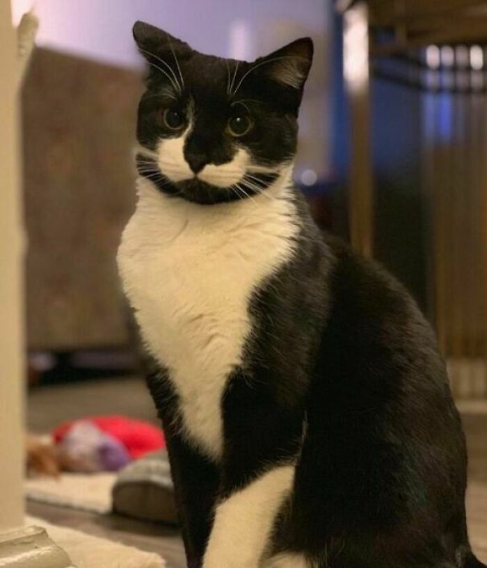 Adopté un gato y no quiere saber nada de mí. Come y luego se esconde. Hoy fue un día muy malo para mí personalmente. Me acababa de tumbar en el suelo y apareció dejándome finalmente acariciarlo