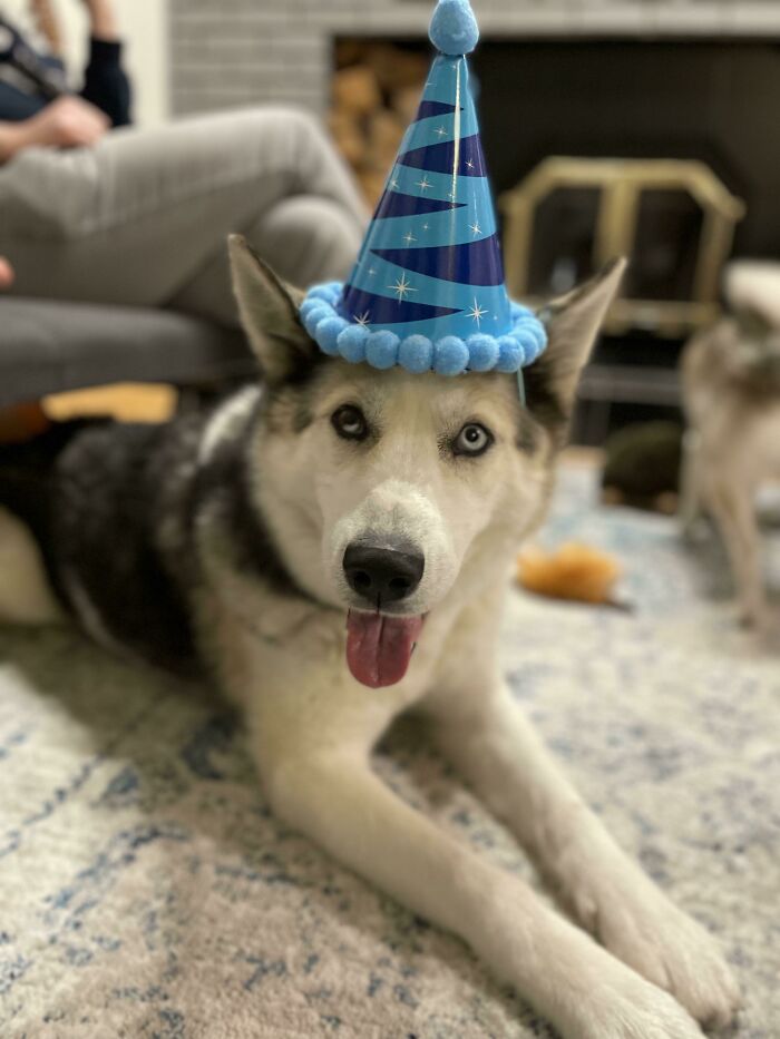 Adopté un perro de trineo jubilado de 10 años y fue la mejor decisión que tomé en mi vida