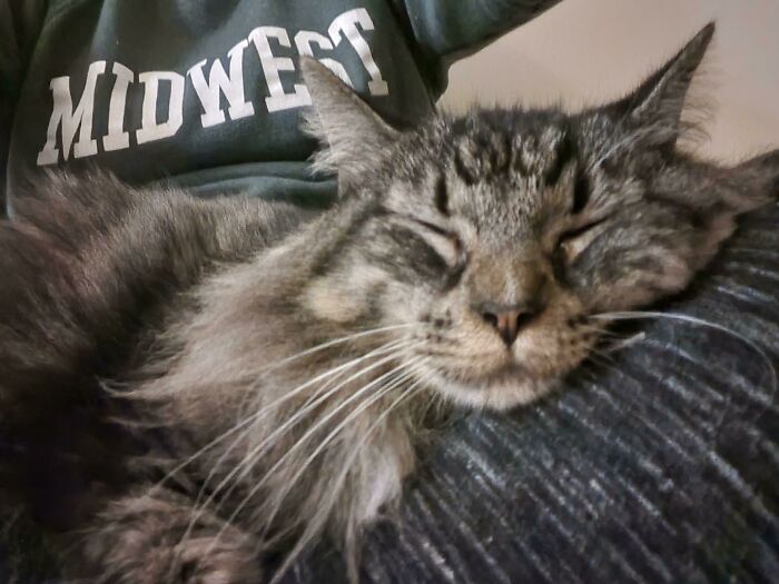 Gato mayor recién adoptado. 12 años de edad y pasó 11 de ellos en el refugio