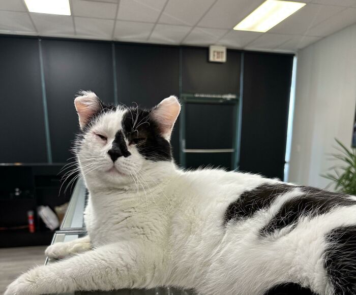 Just Adopted This Little Guy, He’s Three Years Old And Was A Stray, Has Had Multiple Surgeries On His Eyes, Had Frostbite On His Ears, And Has Fiv, And I Love Him So Much. So Happy He’s Safe And Warm (And He’s The Biggest Sweetheart)