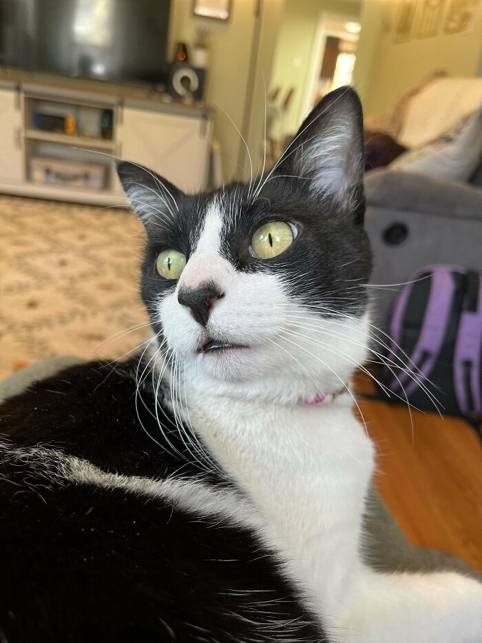 This Is Pepper! She Was Left By The Previous Owners Of The House We Bought