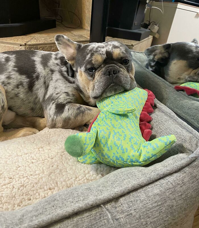 Just Adopted This Boy!