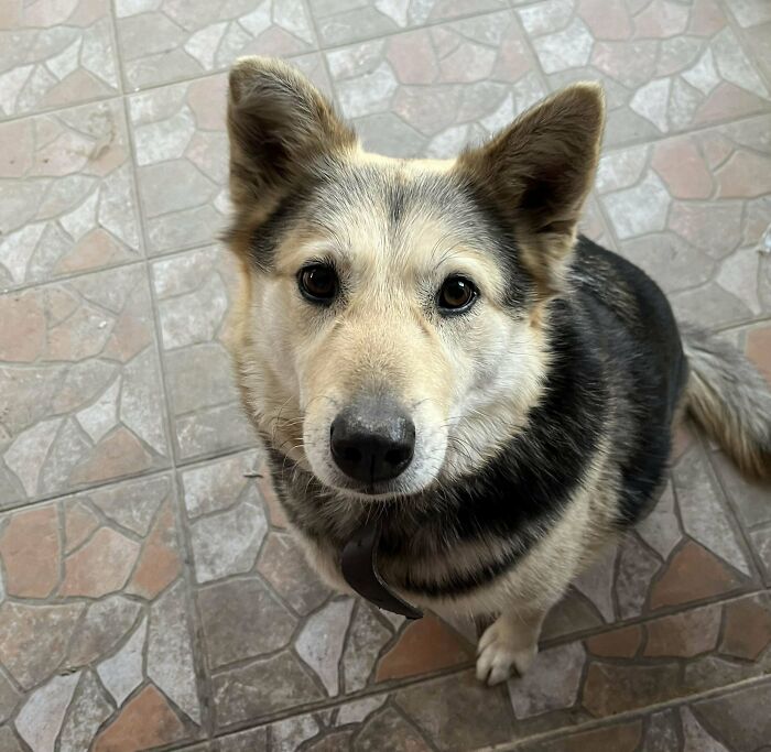 Mi preciosa bebé adoptada, Vera. Fue rescatada de un hogar extremadamente abusivo, atada a un alambre de púas y golpeada