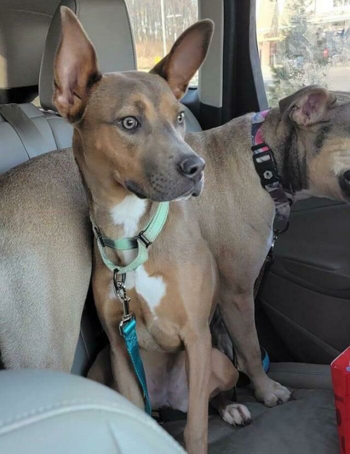 My Wife And I Just Adopted This Girl (Lucy) Yesterday. I Know She's Mixed And Part Shepherd, But Does Anyone Have A Guess As To What Other Part She Might Be?