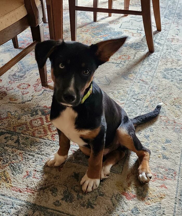 Just Adopted This Lil Dude, Welcome Home!