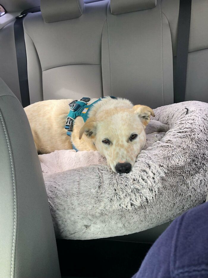 Any Name Ideas? Just Adopted This Boy From A Shelter. They Claim He’s A Red Heeler Mix