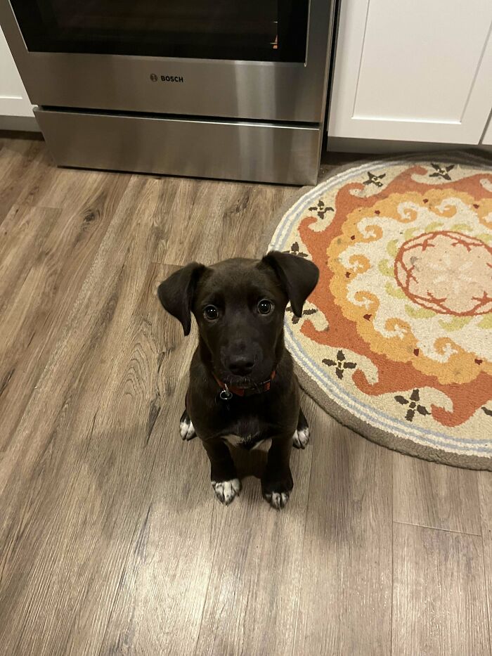 Say Hi To Our New Rescue Margot!