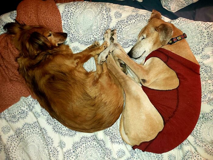 My Two Rescues Sleeping In A Heart Shape